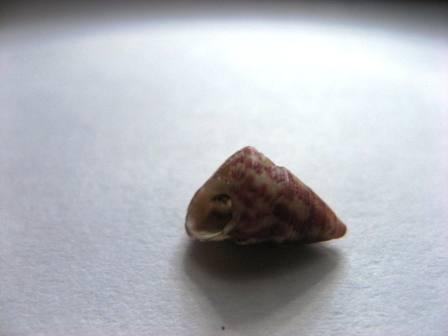 Ciao a tutti cos''�?